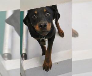 Rottweiler Dogs for adoption in Augusta, GA, USA