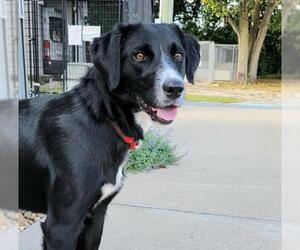 Retriever -Unknown Mix Dogs for adoption in Mount Carmel, IL, USA