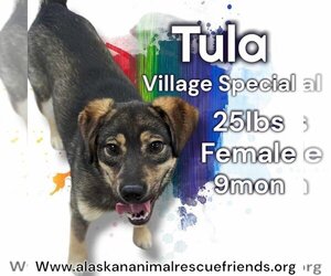 Huskies -Unknown Mix Dogs for adoption in Anchorage, AK, USA