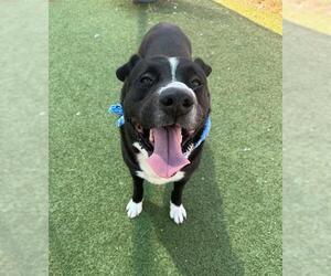 Staffordshire Bull Terrier-Unknown Mix Dogs for adoption in Pasadena, TX, USA