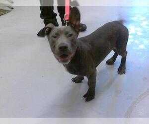 American Pit Bull Terrier-Unknown Mix Dogs for adoption in Fayetteville, NC, USA