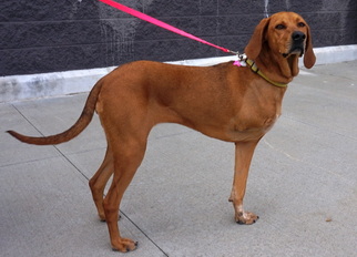 Redbone Coonhound Dogs for adoption in White Bluff, TN, USA
