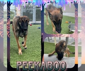 Mutt Dogs for adoption in Pearland, TX, USA