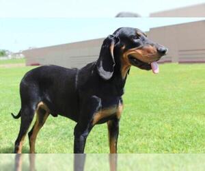 Coonhound Dogs for adoption in Longview, TX, USA