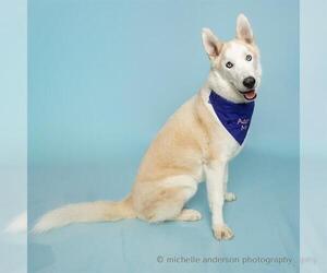 Siberian Husky Dogs for adoption in Corona, CA, USA