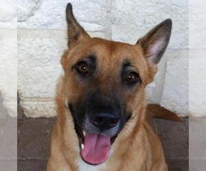 German Shepherd Dog Dogs for adoption in Dallas, TX, USA