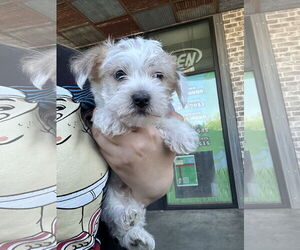 Maltese Dogs for adoption in Chico, CA, USA