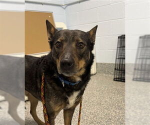 German Shepherd Dog-Unknown Mix Dogs for adoption in Westminster, MD, USA