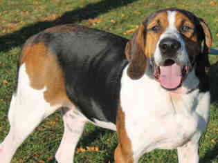 Treeing Walker Coonhound Dogs for adoption in Decatur, IL, USA