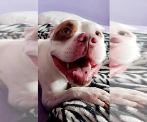 American Bulldog-American Staffordshire Terrier Mix Dogs for adoption in Kansas City, MO, USA