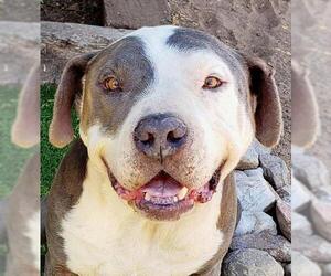 Mastiff Dogs for adoption in Albuquerque, NM, USA