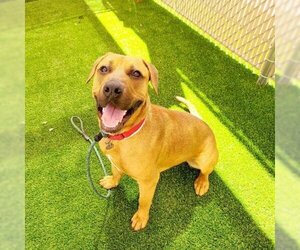 Redbone Coonhound Dogs for adoption in Phoenix, AZ, USA