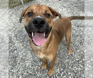American Pit Bull Terrier-Unknown Mix Dogs for adoption in Anchorage, AK, USA