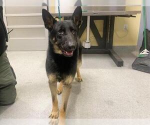 Medium Photo #2 German Shepherd Dog Puppy For Sale in Orange, CA, USA