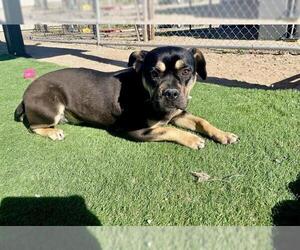 Medium Photo #1 Bulldog-Unknown Mix Puppy For Sale in HESPERIA, CA, USA