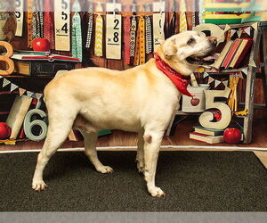 Labrador Retriever Dogs for adoption in Sanford, FL, USA