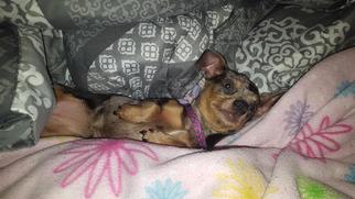 Chiweenie Dogs for adoption in Rochester, MN, USA
