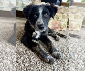 Mutt Dogs for adoption in Crystal, MN, USA