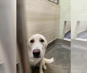Labrador Retriever Dogs for adoption in Upland, CA, USA