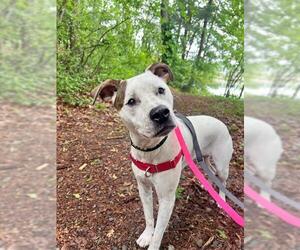 Staffordshire Bull Terrier Dogs for adoption in Dedham, MA, USA