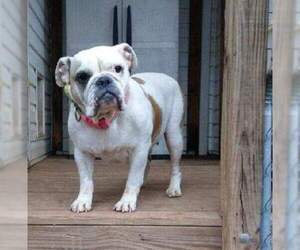 Bulldog Dogs for adoption in Rustburg, VA, USA