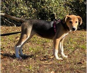 Labbe Dogs for adoption in Attalka, AL, USA