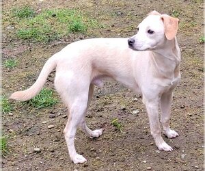 Mutt Dogs for adoption in Olalla, WA, USA