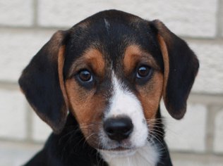Doberman Pinscher-Treeing Walker Coonhound Mix Dogs for adoption in Cookeville, TN, USA