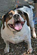 Bulldog Dogs for adoption in Akron, OH, USA