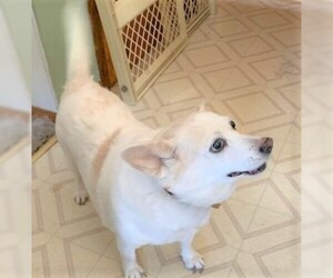 Pembroke Welsh Corgi-Unknown Mix Dogs for adoption in Point Pleasant, PA, USA