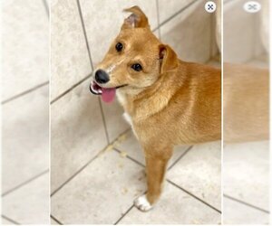 Australian Shepherd-Beagle Mix Dogs for adoption in Green Forest, AR, USA