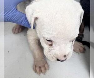 Medium Photo #1 Mutt Puppy For Sale in Houston, TX, USA