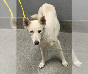 Siberian Husky-Unknown Mix Dogs for adoption in Las Vegas, NV, USA