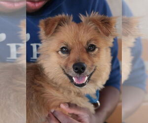 Mutt Dogs for adoption in Philadelphia, PA, USA