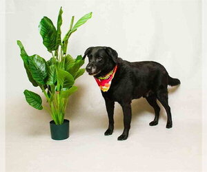 Labrador Retriever Dogs for adoption in Sanford, FL, USA