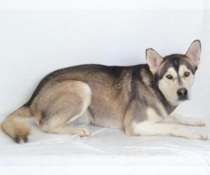 Siberian Husky-Unknown Mix Dogs for adoption in Oroville, CA, USA