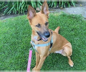 Mutt Dogs for adoption in Pasadena, CA, USA
