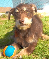 Airedale Terrier-Unknown Mix Dogs for adoption in Tehachapi, CA, USA
