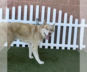 Siberian Husky Dogs for adoption in Modesto, CA, USA