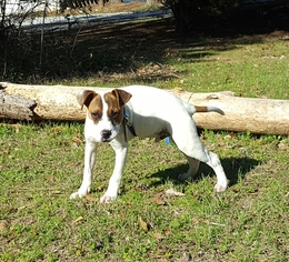 Medium Photo #1 Bogle Puppy For Sale in Social Circle, GA, USA
