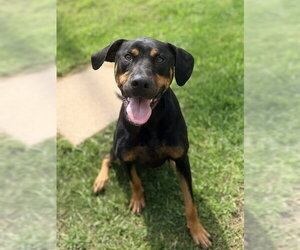 Doberman Pinscher Dogs for adoption in Sugar Land, TX, USA