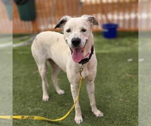 Border Collie-Unknown Mix Dogs for adoption in Las Vegas, NV, USA