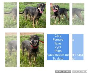 Chihuahua-Unknown Mix Dogs for adoption in Virginia Beach, VA, USA