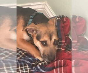 Pembroke Welsh Corgi-Unknown Mix Dogs for adoption in Fenton, MO, USA