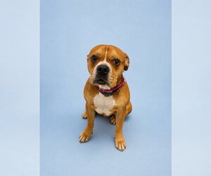 Boxer-Unknown Mix Dogs for adoption in Westminster, MD, USA