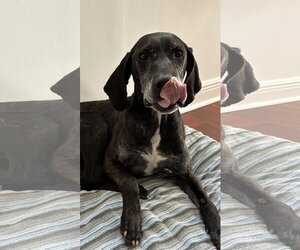 Plott Hound Dogs for adoption in Miami, FL, USA