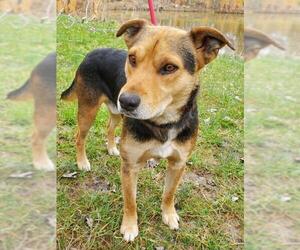 German Shepherd Dog-Unknown Mix Dogs for adoption in Batavia, OH, USA