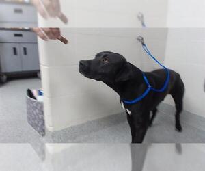 Labrador Retriever-Unknown Mix Dogs for adoption in Pasadena, TX, USA