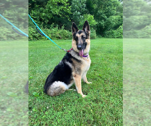 German Shepherd Dog Dogs for adoption in Mt. Airy, MD, USA