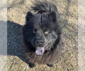Chow Chow Dogs for adoption in Conroe, TX, USA